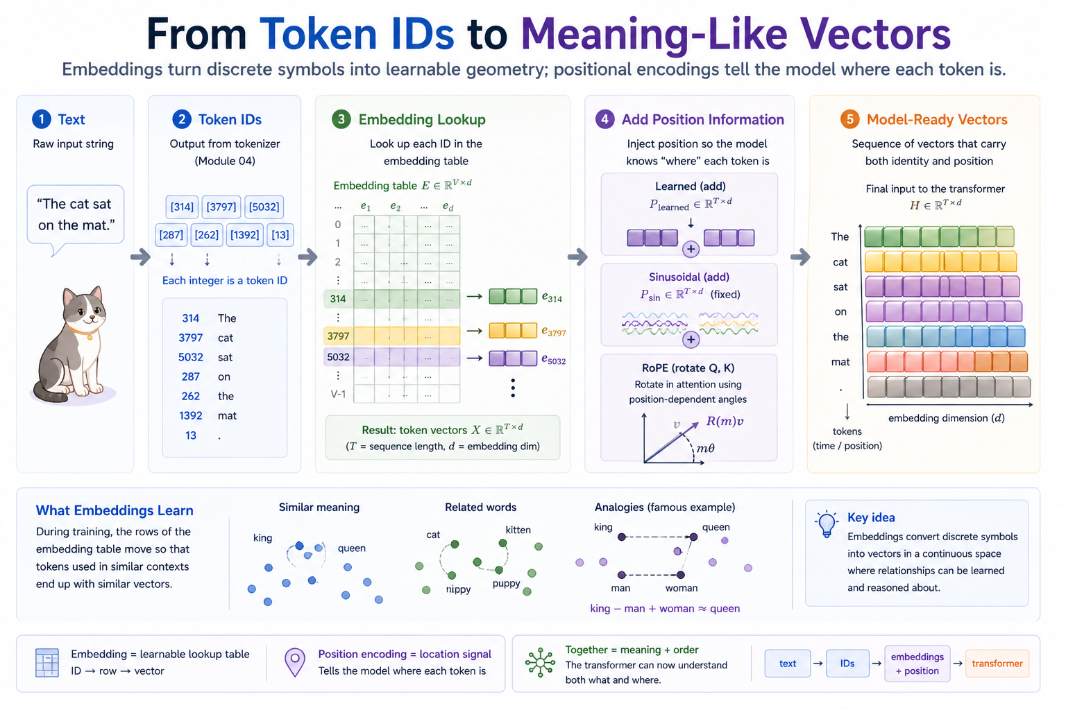 From token IDs to meaning-like vectors: text → token IDs → embedding lookup → add positional information (learned, sinusoidal, or RoPE) → model-ready vectors. Embeddings become a learned geometry; positions tell the model where each token is.