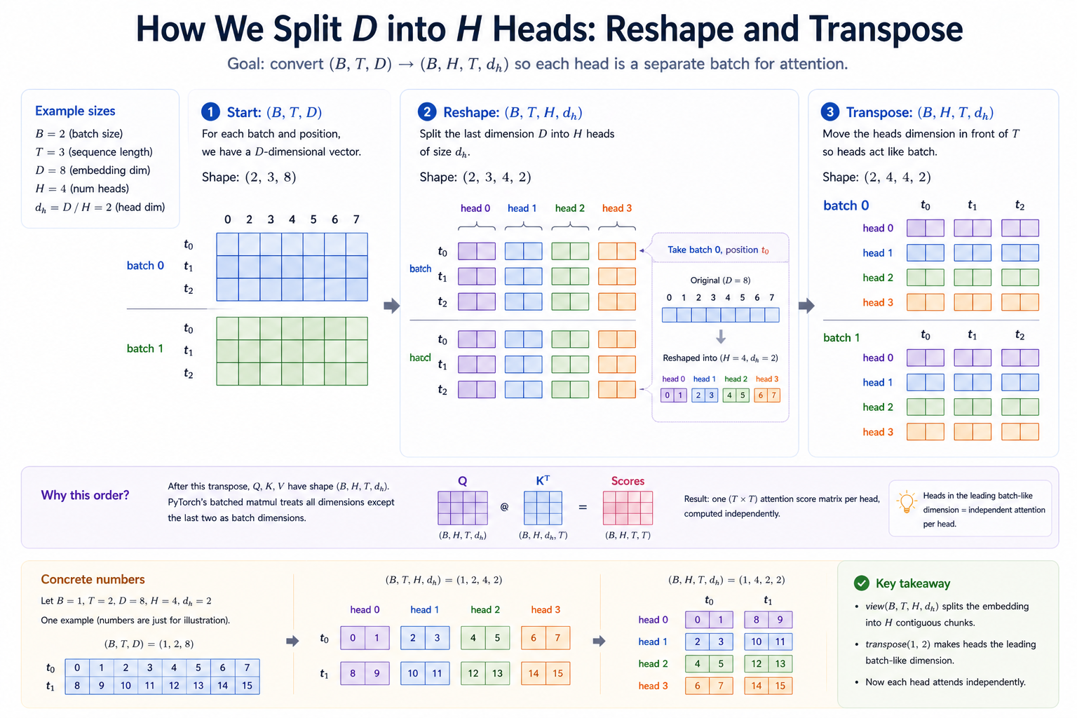 A worked reshape: starting from Q of shape (B=2, T=5, D=8), view(B, T, H=4, d_h=2) reinterprets the channel dim as (H, d_h), then transpose(1, 2) swaps T and H to land at (B, H, T, d_h). Concrete numbers fill the cells so you can trace exactly which D-channels become which head's d_h slots; a "why this order?" panel explains that PyTorch's batched matmul treats every dim before the last two as batch dims, so heads MUST be in a leading batch-like position before scoring.